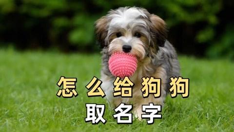 给狗子起