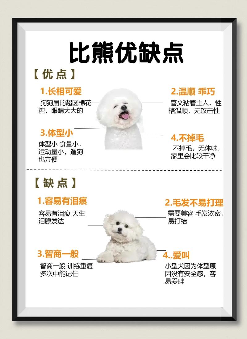 比熊犬起